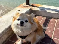 愛犬とお散歩で訪問。波が穏やかでと...