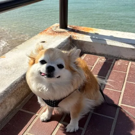 愛犬とお散歩で訪問。波が穏やかでと...