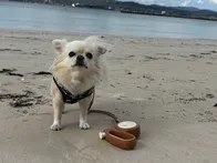 愛犬とお散歩で訪問。波が穏やかでと...