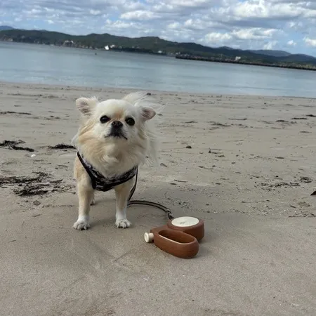愛犬とお散歩で訪問。波が穏やかでと...