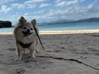 愛犬とお散歩で訪問。波が穏やかでと...