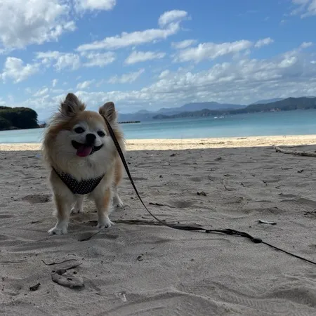 愛犬とお散歩で訪問。波が穏やかでと...