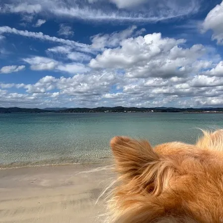 愛犬とお散歩で訪問。波が穏やかでと...