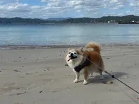 愛犬とお散歩で訪問。波が穏やかでと...