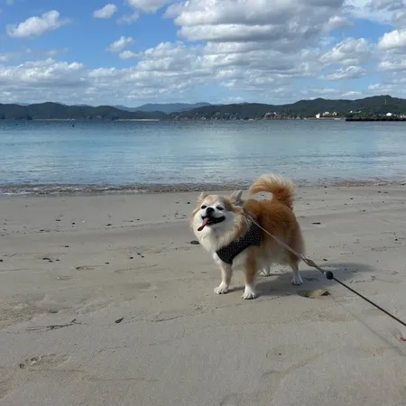 愛犬とお散歩で訪問。波が穏やかでと...