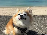 愛犬とお散歩で訪問。波が穏やかでと...