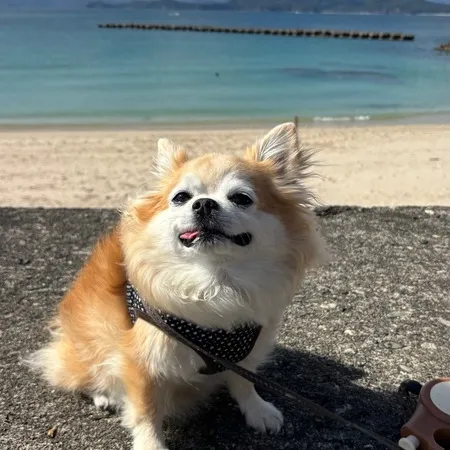 愛犬とお散歩で訪問。波が穏やかでと...