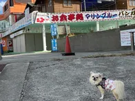 愛犬とお散歩で訪問。波が穏やかでと...