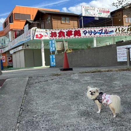 愛犬とお散歩で訪問。波が穏やかでと...