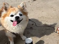 愛犬とお散歩で訪問。波が穏やかでと...