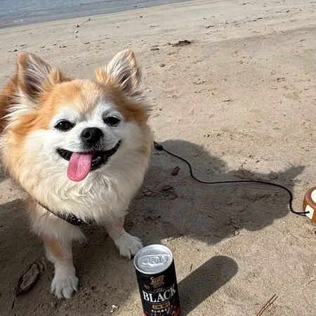 愛犬とお散歩で訪問。波が穏やかでと...