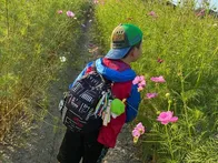 今年もコスモス観に来ました。