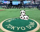 東京ドーム