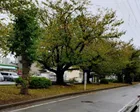 中央分離帯にずらりと桜が植えられて...