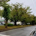 中央分離帯にずらりと桜が植えられて...