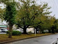 中央分離帯にずらりと桜が植えられて...