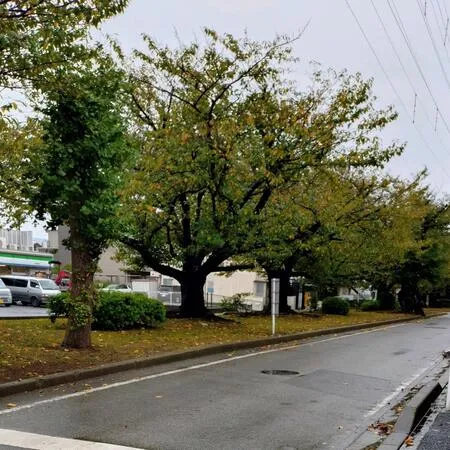 中央分離帯にずらりと桜が植えられて...