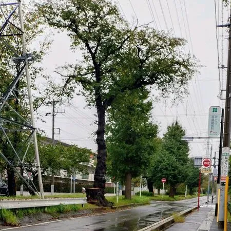 中央分離帯にずらりと桜が植えられて...