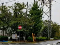 中央分離帯にずらりと桜が植えられて...