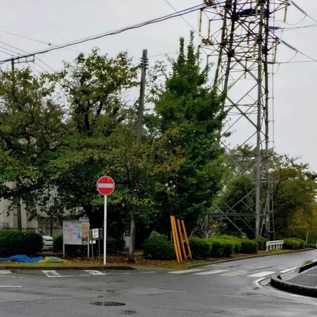 中央分離帯にずらりと桜が植えられて...