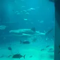 2026年10月19日の海遊館の口コミ