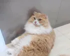 人馴れした猫ばかりだったので、子供...