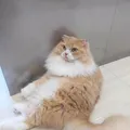 人馴れした猫ばかりだったので、子供...