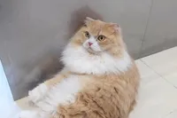 人馴れした猫ばかりだったので、子供...