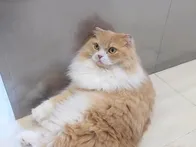 人馴れした猫ばかりだったので、子供...