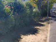 川沿いの緑地のある歩道です。