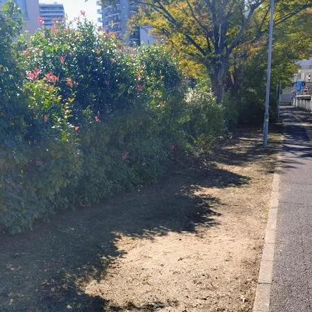 川沿いの緑地のある歩道です。