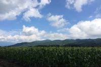 石田観光農園