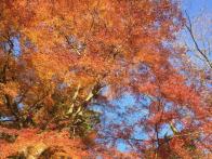今日は高尾山へ紅葉狩り。