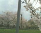 桃色の桜の木 