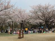 桜が綺麗でした♪巨大な石のすべり台が大人気！