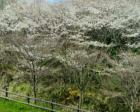 散歩道が整備されていて、春は山桜が...