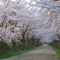 桜並木がとても綺麗でした