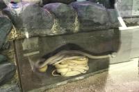 岩国シロヘビの館