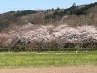4月上旬 桜&菜の花畑を 観たくて...