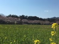 4月上旬 桜&菜の花畑を 観たくて...