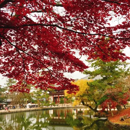 秋の東大寺、赤いじゅうたんと、黄色...
