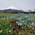 富士山とお花が一緒に撮影できる癒し...