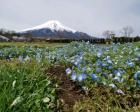 富士山とお花が一緒に撮影できる癒し...
