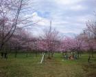 えにわ湖桜公園