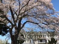 洋風な建物で丁度桜の花が綺麗に咲い...