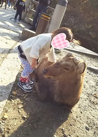 鹿がいっぱい♪