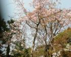 動物を見る、桜を眺めて散歩する