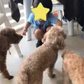 だっこして！ZOO！