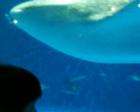 ジンベイザメと言ったら沖縄の美ら海...