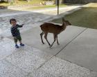 さすがは世界に誇る奈良公園‼️鹿と...